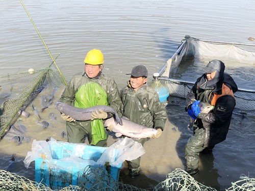 江苏省 仪征市开展2020年水产养殖测产工作