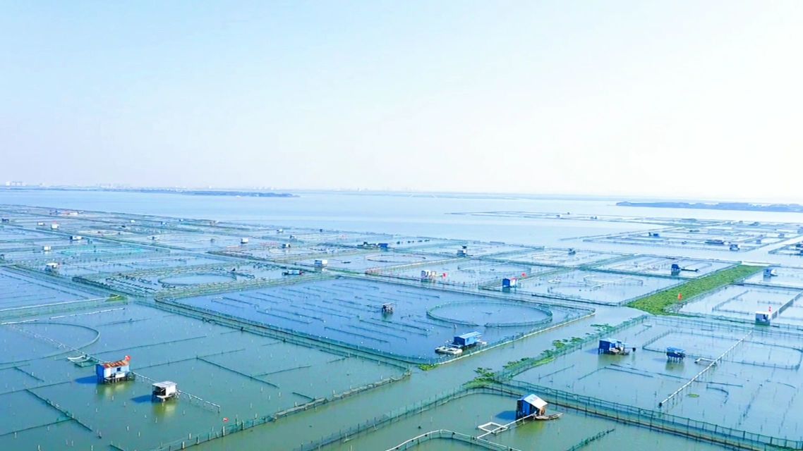 带大家看看阳澄湖养殖基地