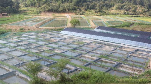康洁r原创 养殖水体泡沫 油膜 腥臭的终结者