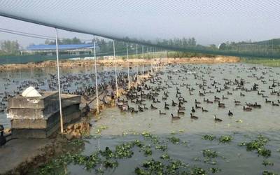 野生动物养殖全面暂停:竹鼠田鸡蛇类等养殖户每日亏损 亟待政策落地