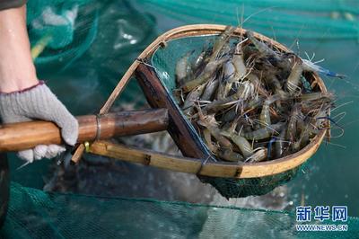 浙江湖州:又是一年虾肥时