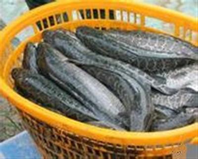 十堰市求购小麦玉米、求购小麦玉米菜粕(图)、汈汊湖水产养殖