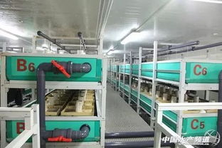 工厂化循环水养殖模式 水产养殖真正实现高大上
