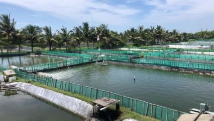 虾池环境虾池环境
