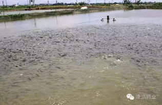 康洁r水产养殖池塘天然生产力的分类