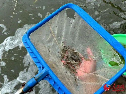 海水鱼 安家 沙漠,盐碱地海鲜工厂化养殖潜力大