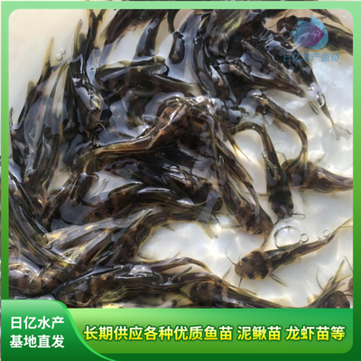 产品图片_广州市花都区赤坭日亿水产鱼苗养殖场