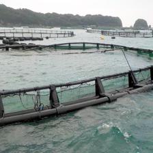 日本台风致养殖场损失600条金枪鱼 亏损逾617万元