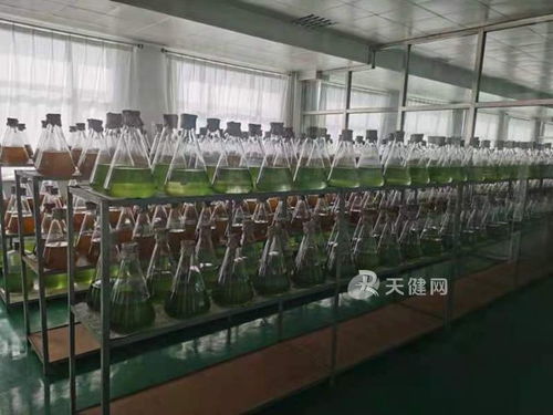 水产养殖,益生菌 上岗