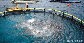 海水工厂化及循环水养殖关键技术