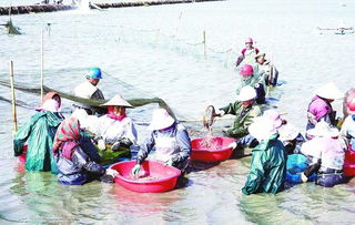 邮城水产养殖户丰收忙