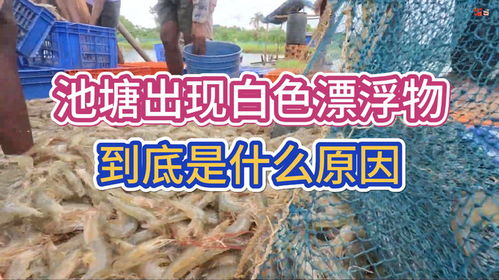 水产养殖中,池塘出现白色漂浮物,到底是什么原因