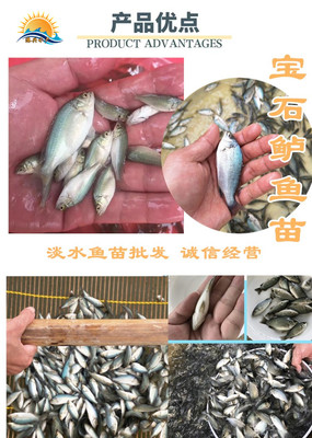 水产品宝石鲈鱼苗潮州澳洲宝石鲈鱼苗养殖宝石鱼苗高产量无病害