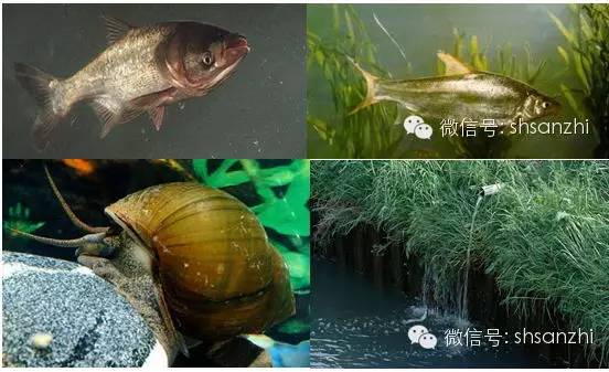 水产养殖池塘氨氮的危害及防控方法