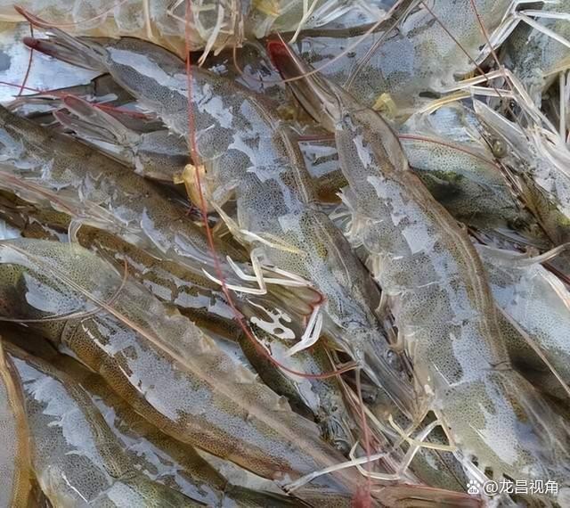 南美白对虾工厂化养殖