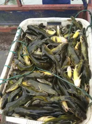 十月份浙江湖州地区黄颡鱼养殖池塘管理技术_黄颡鱼信息_湖北水产网