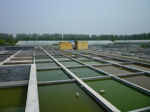 水产em原液在水产养殖中的应用