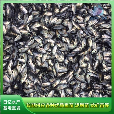 产品图片_广州市花都区赤坭日亿水产鱼苗养殖场
