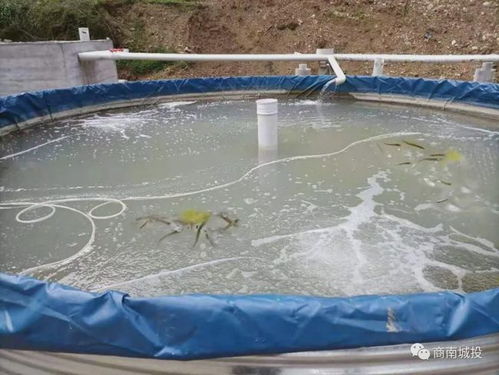 驻村帮扶添动力 水产养殖促振兴——商南城投助力村集体经济发展