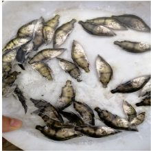 翘嘴鳜鱼苗养殖指南 采购要点与饵料投喂技巧