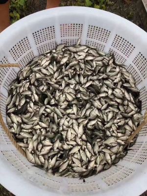 优质水产养殖指南 内蒙古鱼苗与多样化鱼种选择