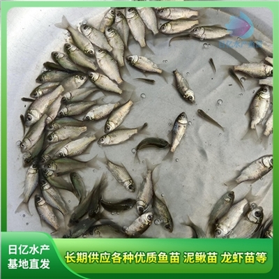 广州市花都区赤坭日亿水产鱼苗养殖场 专业水产养殖的卓越实践